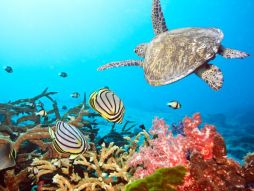 Фреска Морская черепаха под водой
