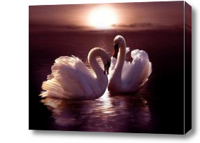 Картина Лебеди на закате