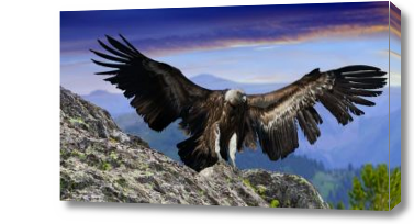 Картина горный орел