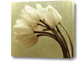 Картина Винтажные тюльпаны